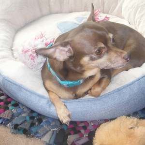 Meet your Posher, Donna